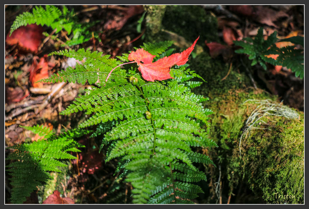 IMG_0712.jpg - 20151219 鳶嘴稍來山、小雪山林道