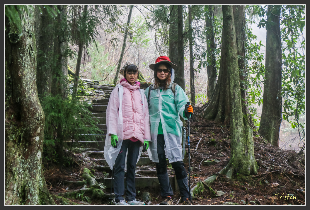 IMG_3286.jpg - 20160227 觀霧森林步道