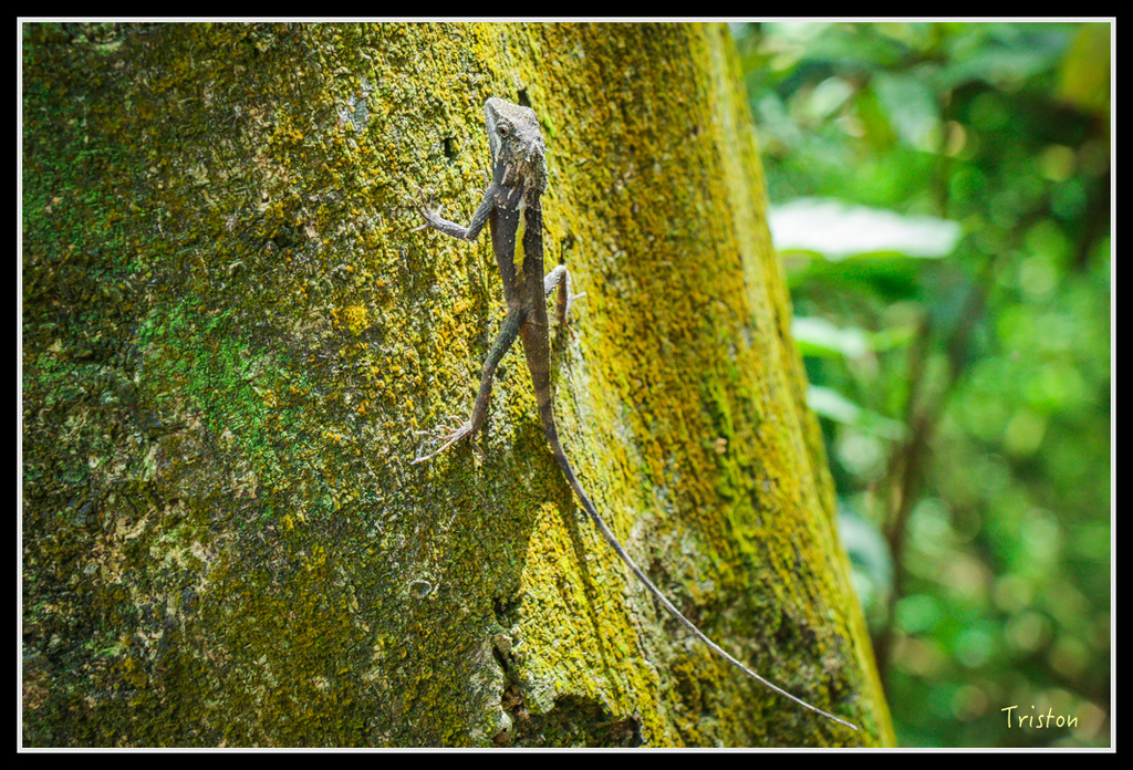 IMG_7316.jpg - 20160531 屏東笠頂山