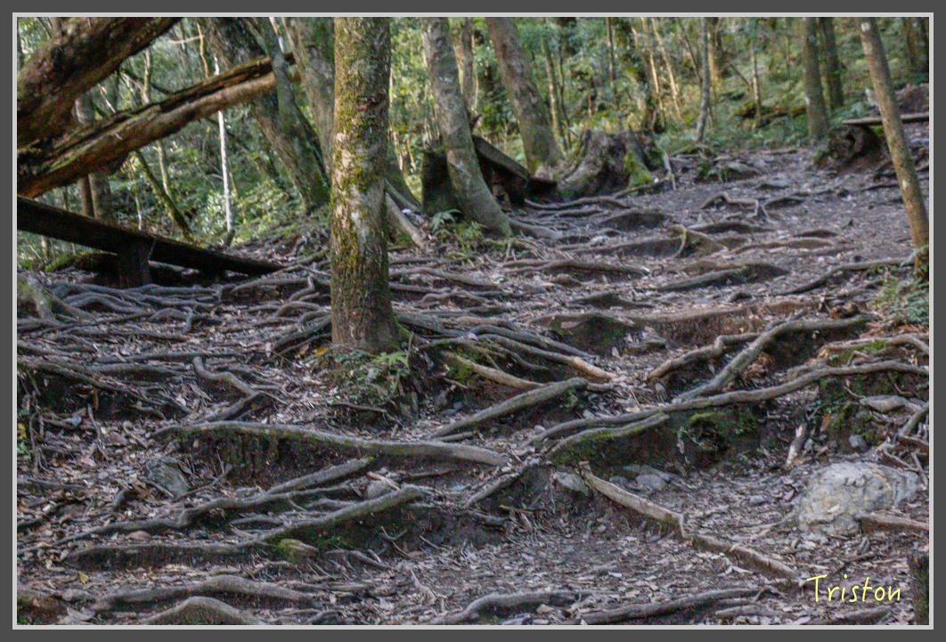 _MG_0099.jpg - 20161203 鎮西堡