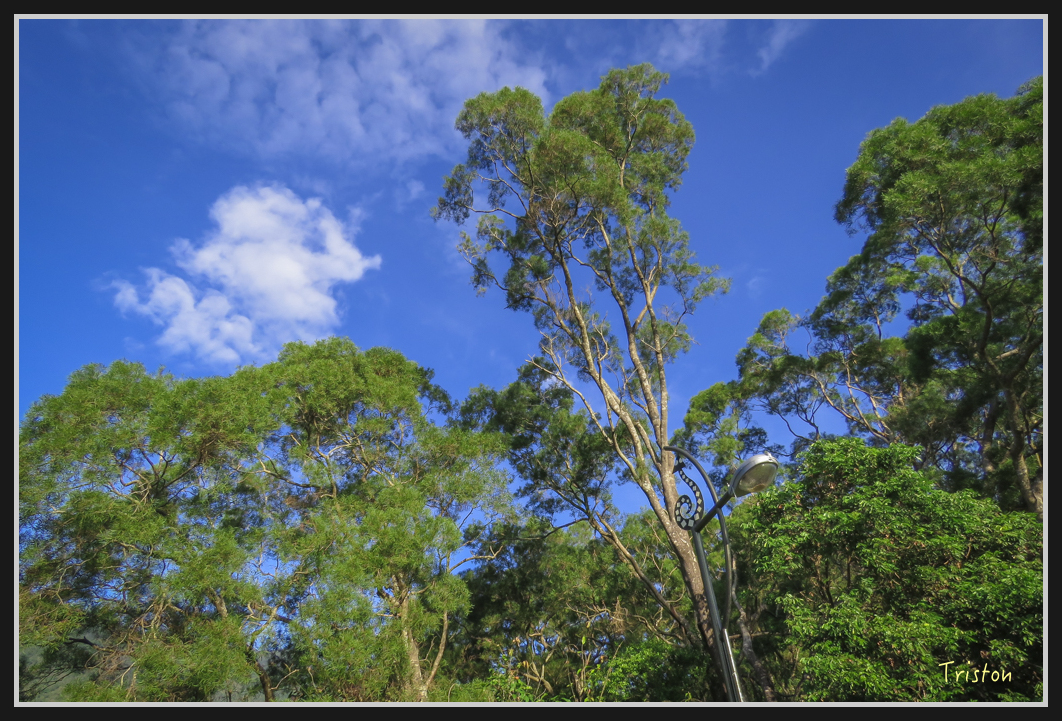 IMG_0635.jpg - 20170111 龍頭山步道、羅木斯步道、茂林谷瀑布