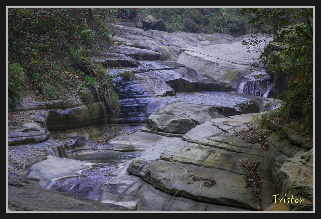 _H1A2450.jpg - 20170311 草嶺