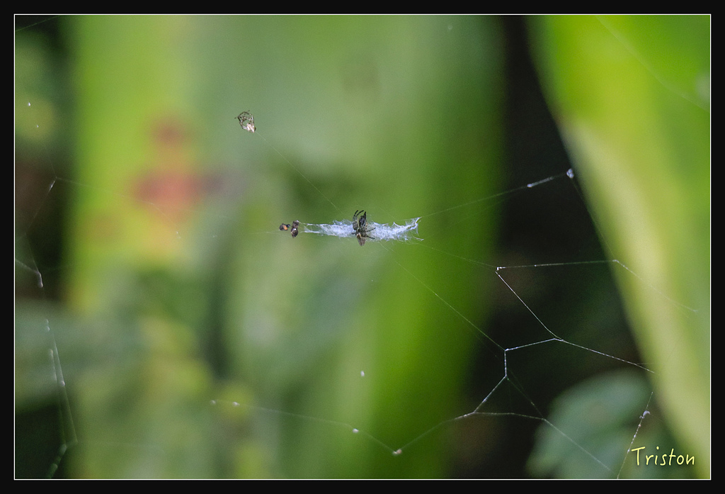 _MG_1049.jpg - 20180127 日湯真山