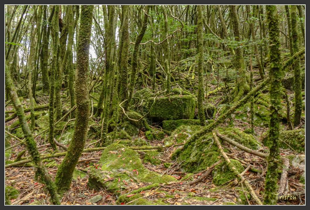 IMG_1122.jpg - 20151219 鳶嘴稍來山、小雪山林道