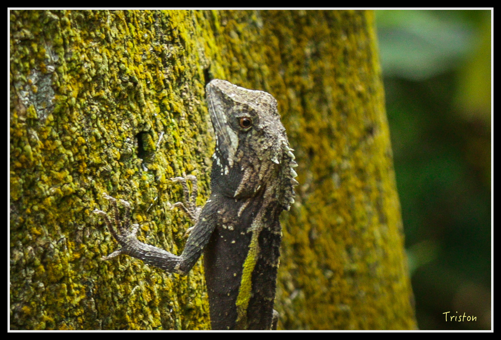 IMG_7319.jpg - 20160531 屏東笠頂山