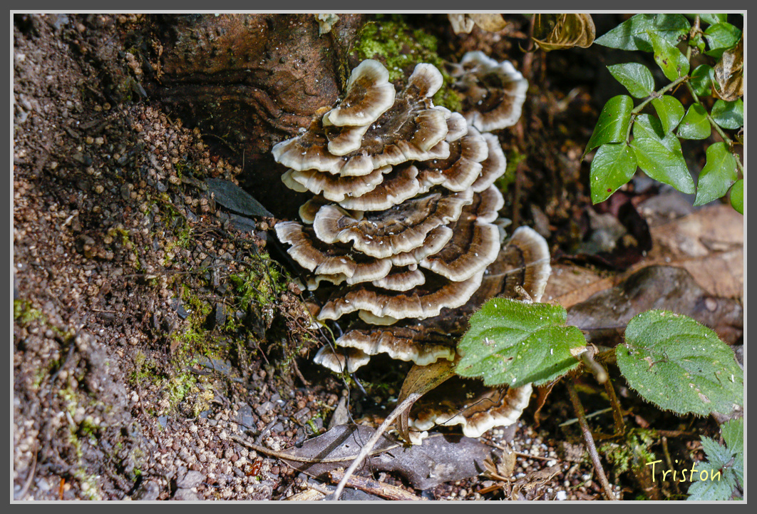 _MG_0400.jpg - 20161203 鎮西堡