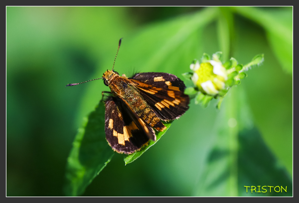 _H1A6919.jpg - 20170904 獨立山步道生態