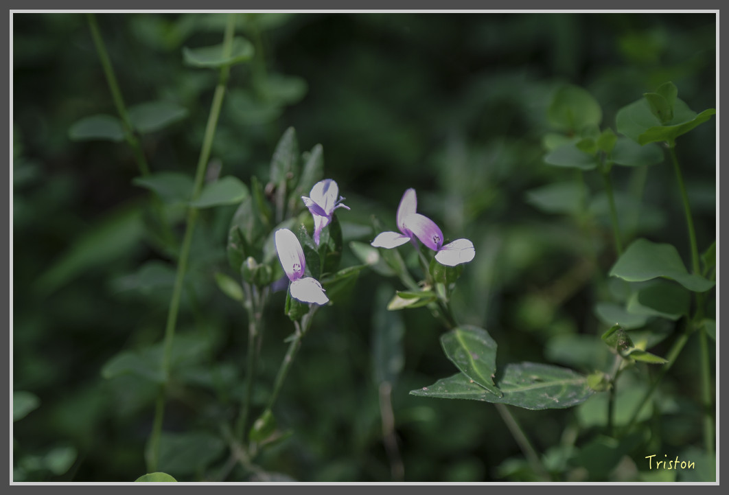 125 JH1A9874.jpg - 20160801 父子親子遊東北角