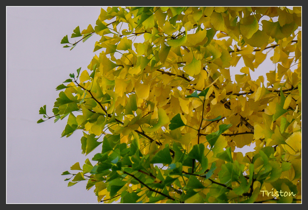 _MG_0528.jpg - 20161013 稻城亞丁