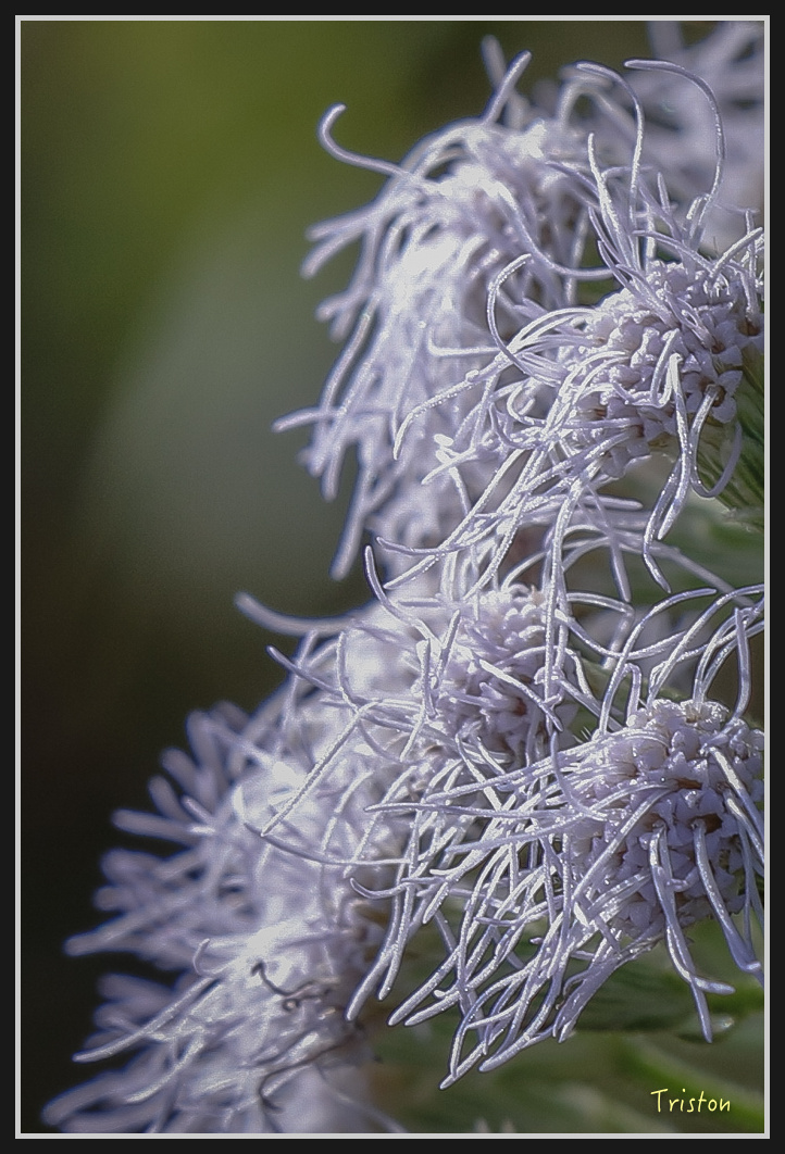 _MG_0541.jpg - 201161217 旗靈縱走