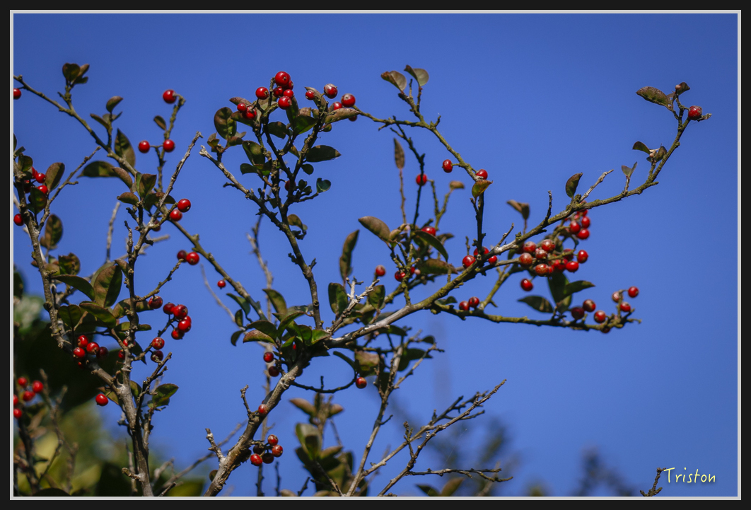 00158.jpg - 20170107 香港健行