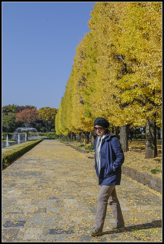 _H1A1595.jpg - 20171103 日本只見線、會津若松五色沼、昭和記念公園賞紅葉