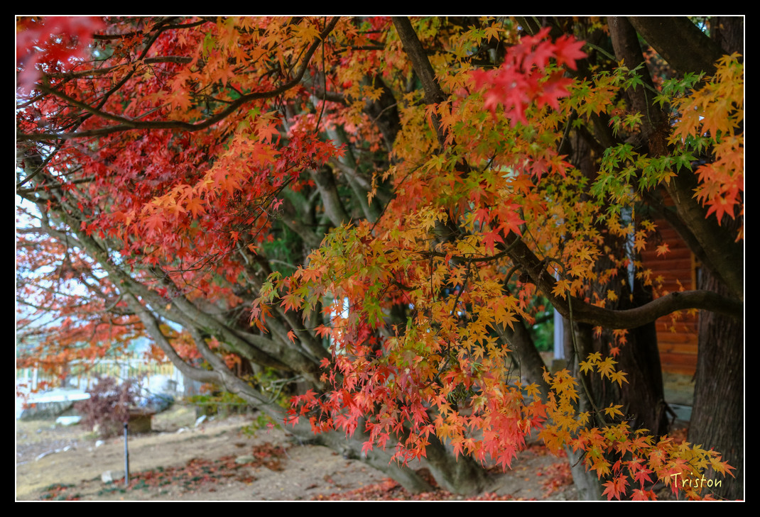 JH1A0966.jpg - 20151205 合歡溪步道、108K楓之谷