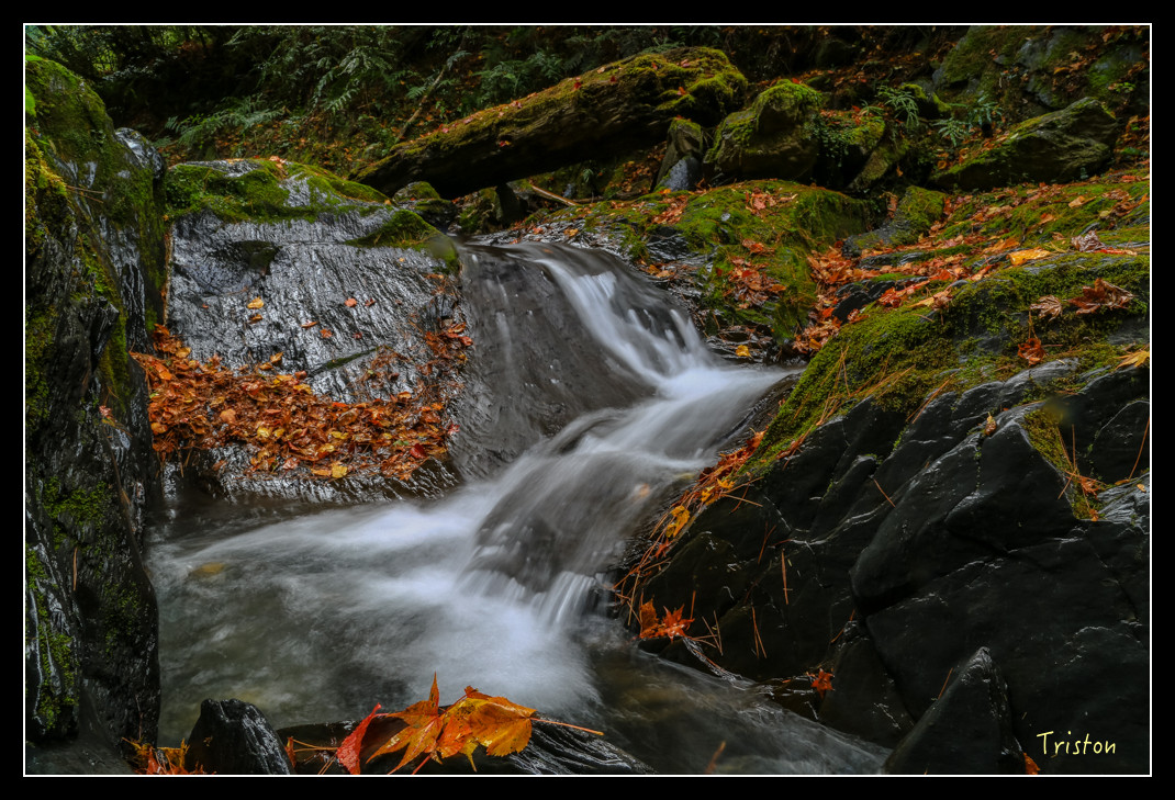 JH1A1032.jpg - 20151205 合歡溪步道、108K楓之谷