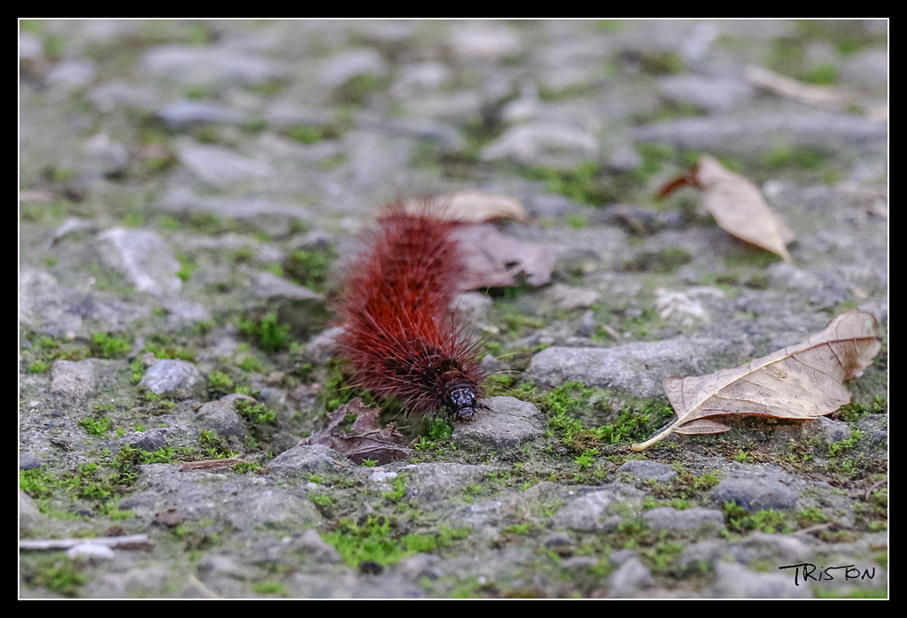_MG_0026.jpg - 20170529 關仔嶺大凍山