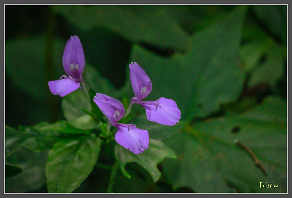 IMG-402.jpg - 20160821 中橫花東之旅