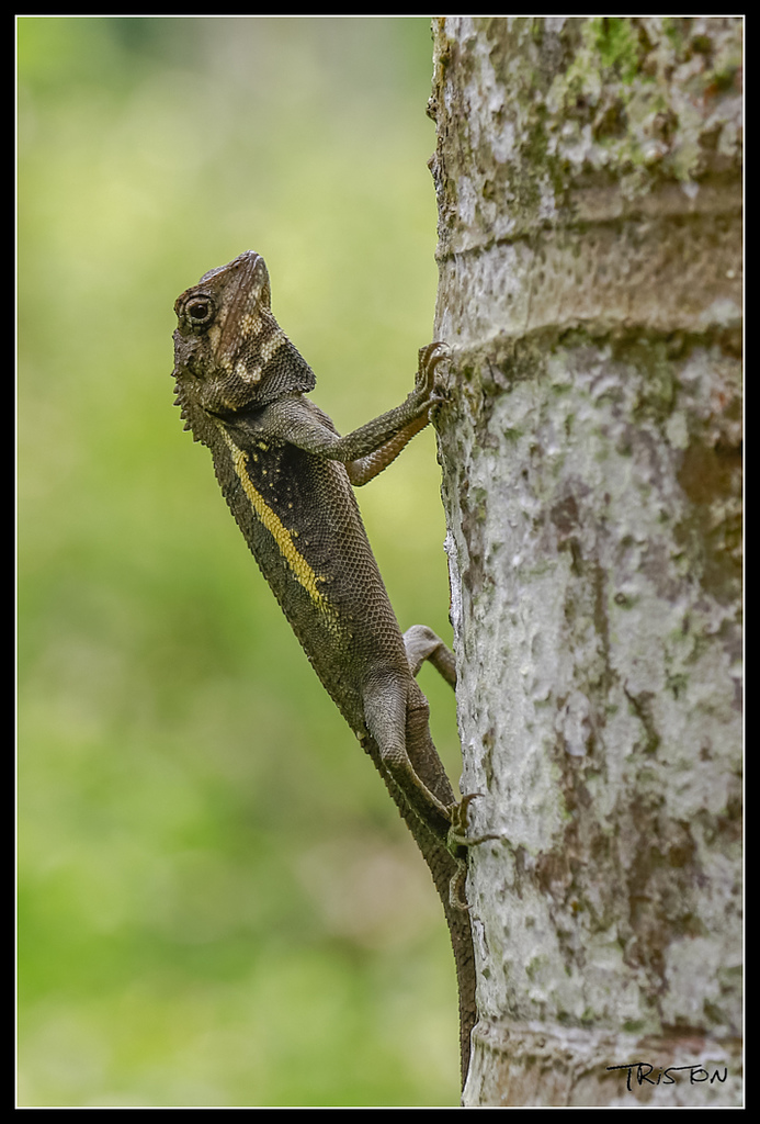 _MG_0150.jpg - 20170529 關仔嶺大凍山