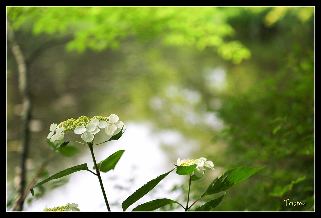 JH1A9477.jpg - 20150628 東京輕井澤日光