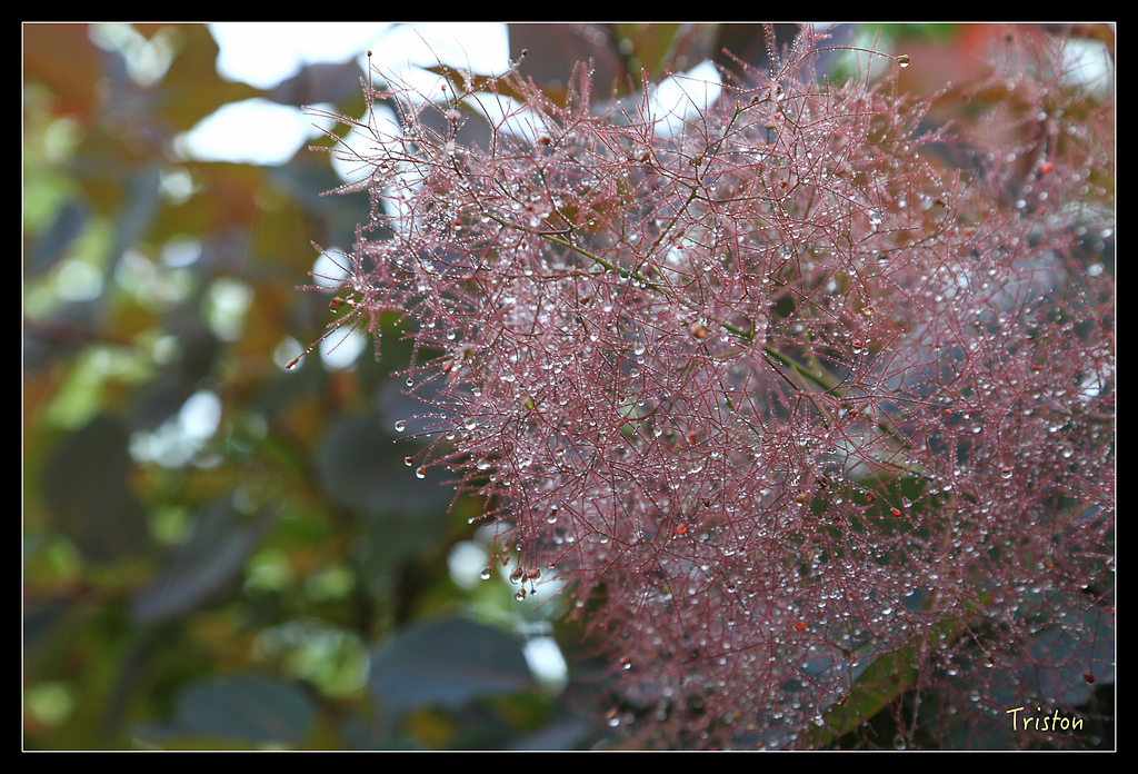 JH1A9524.jpg - 20150628 東京輕井澤日光