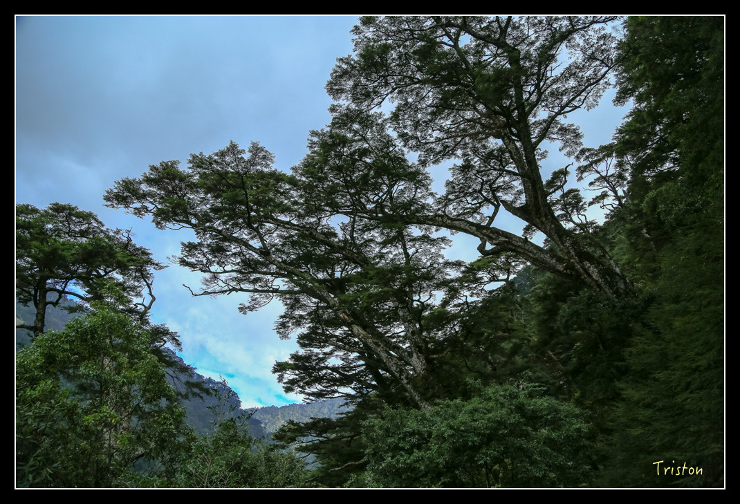 JH1A0697.jpg - 20151205 合歡溪步道、108K楓之谷