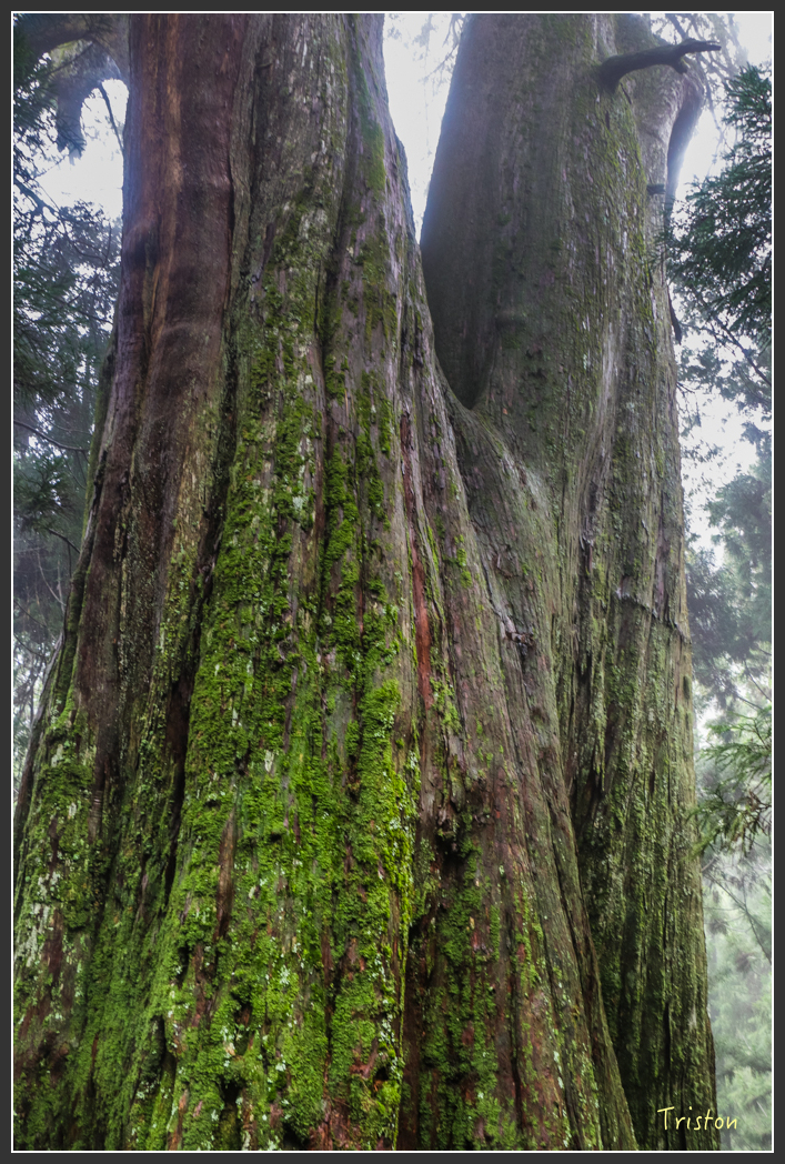 IMG_3295.jpg - 20160227 觀霧森林步道