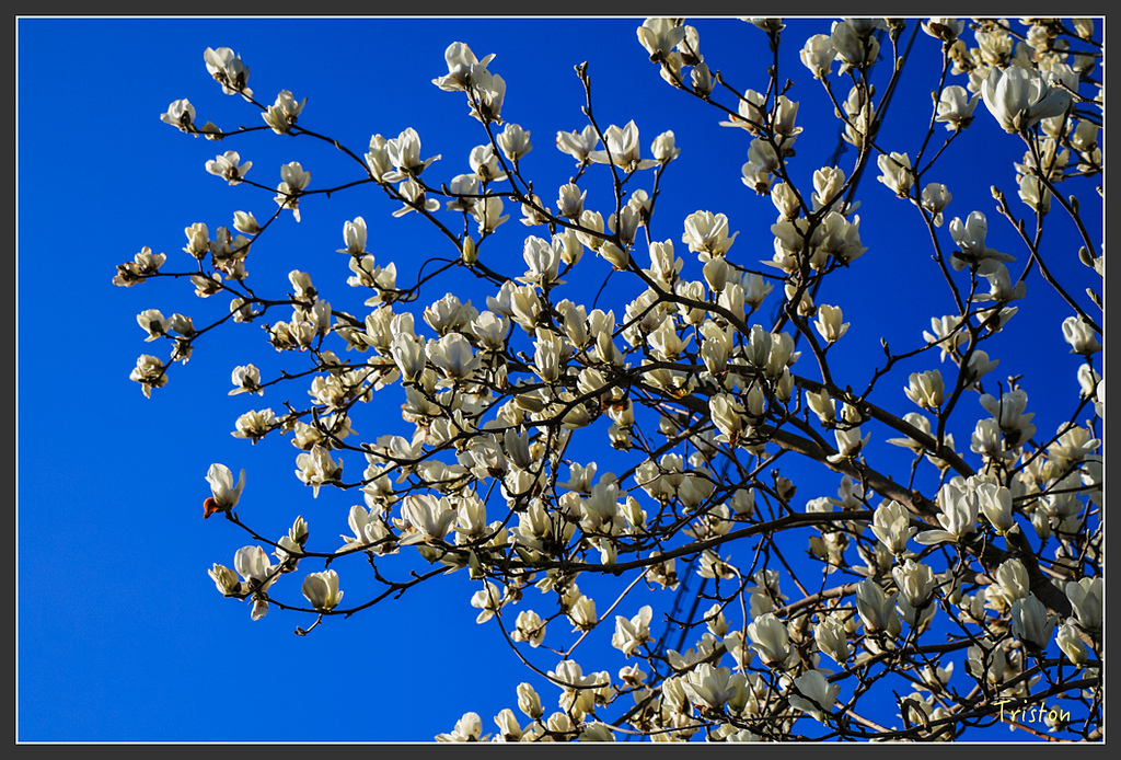 IMG_4658.jpg - 20160323 日本熊野古道健行