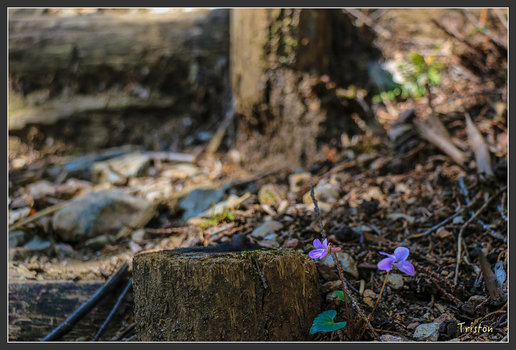 IMG_4814.jpg - 20160323 日本熊野古道健行