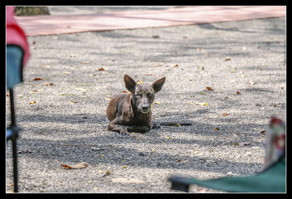 _MG_0047.jpg - 20170404 曾文水庫