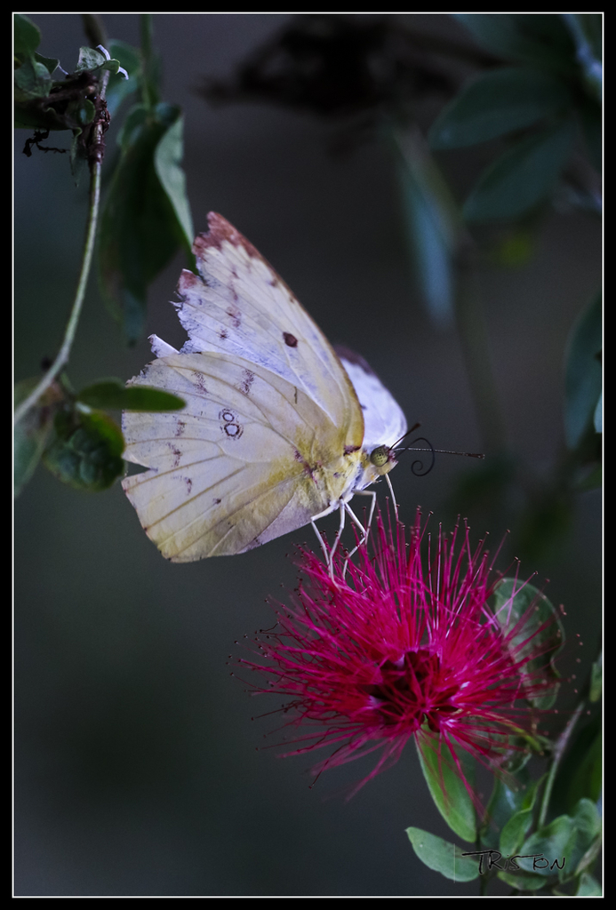 _MG_0365.jpg - 20170618 新化後山昆蟲微距