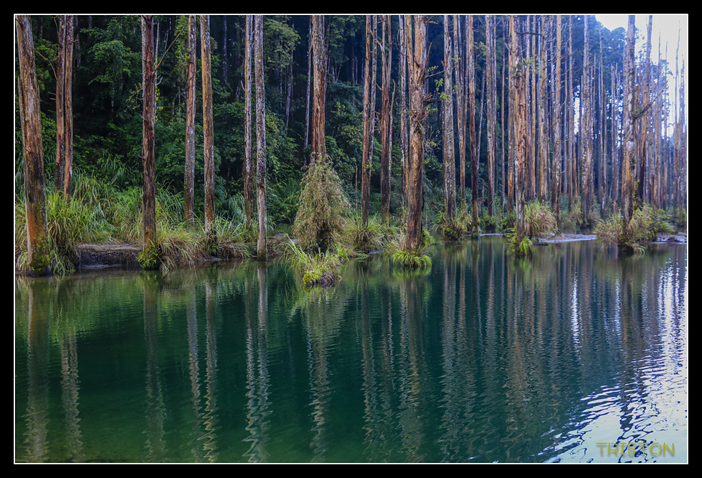 _MG_0234.jpg - 20170723 水漾森林