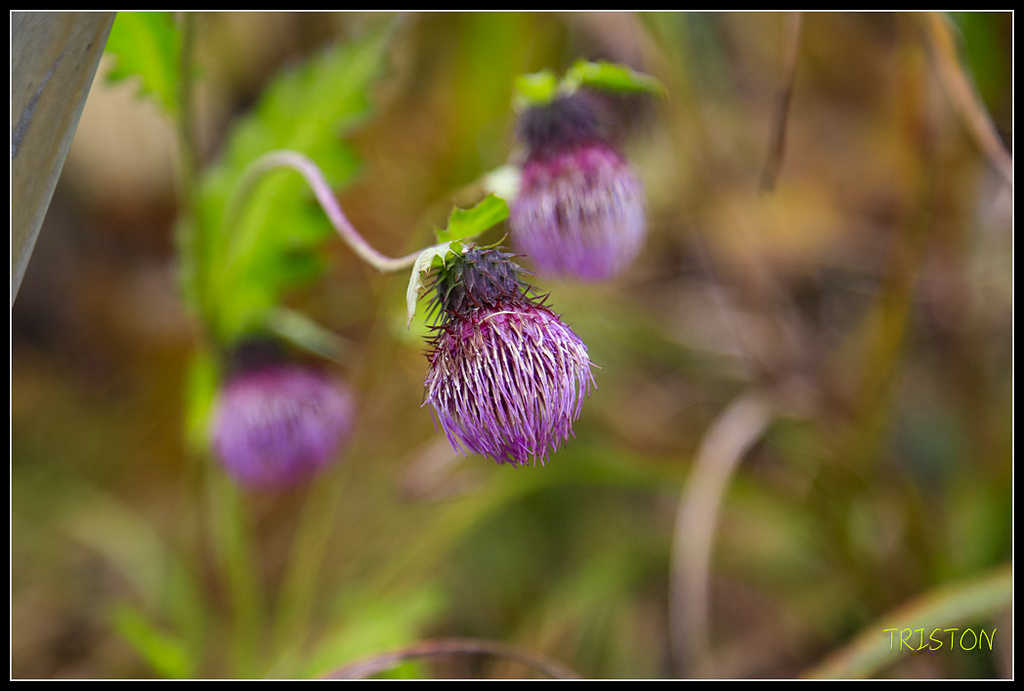 _H1A0639.jpg - 20171103 日本只見線、會津若松五色沼、昭和記念公園賞紅葉