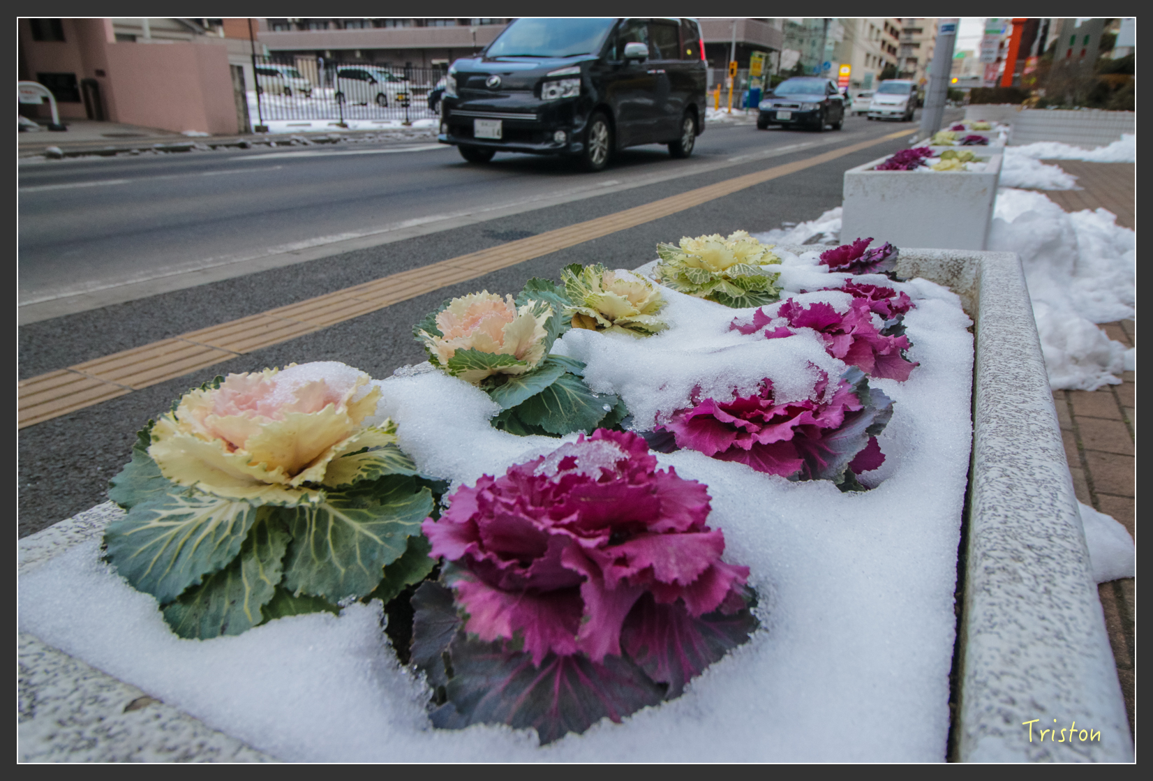2016ZAO-00487.jpg - 20160131 日本藏王溫泉滑雪親子行