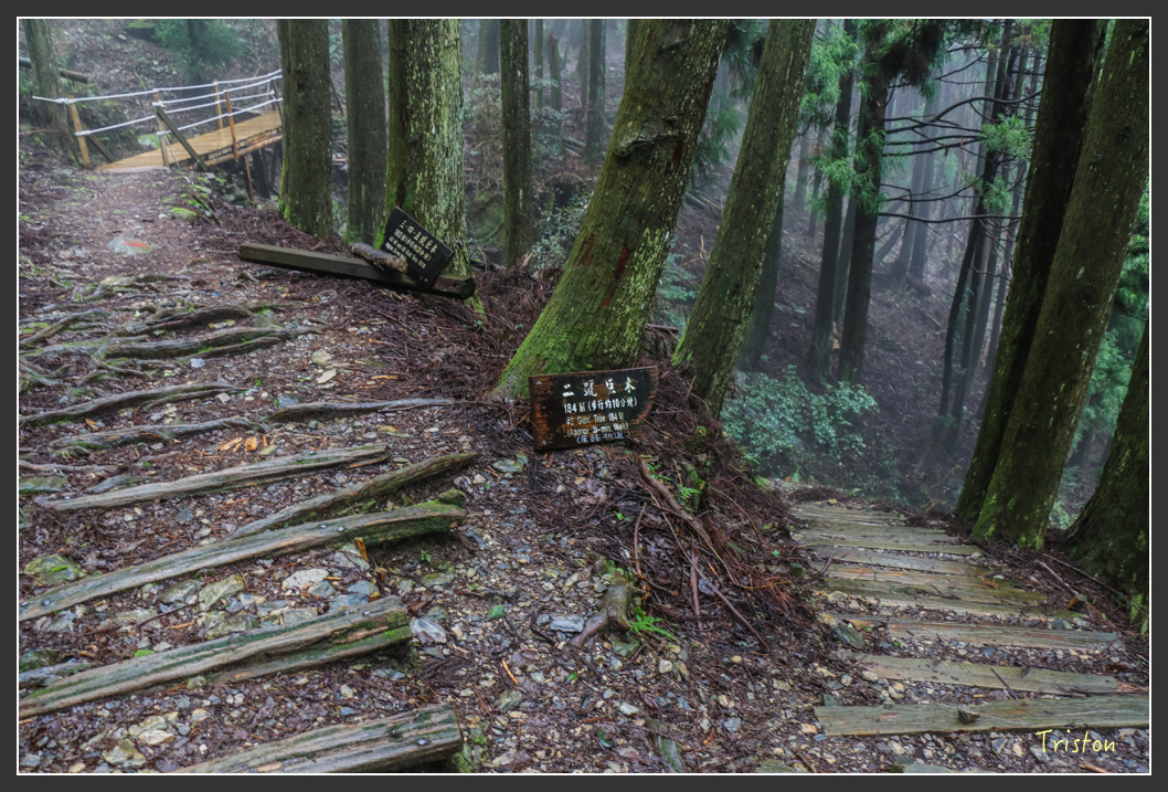 IMG_3299.jpg - 20160227 觀霧森林步道