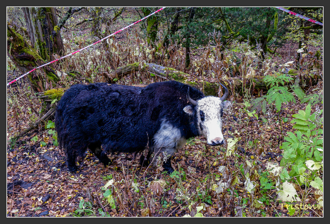 _MG_0900.jpg - 20161013 稻城亞丁