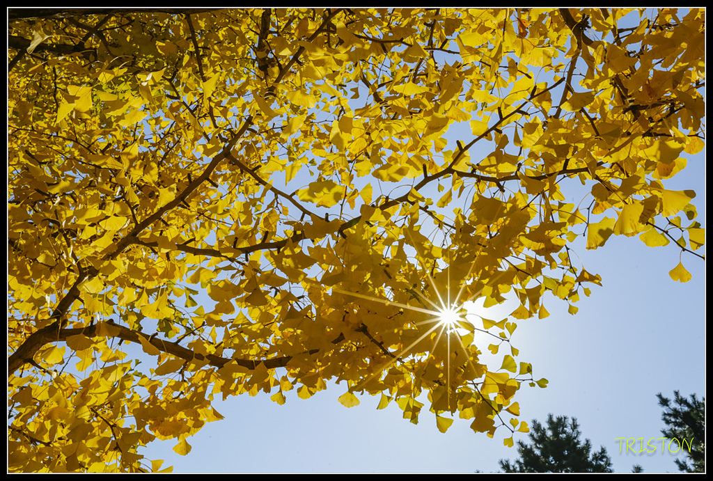 _H1A1573.jpg - 20171103 日本只見線、會津若松五色沼、昭和記念公園賞紅葉