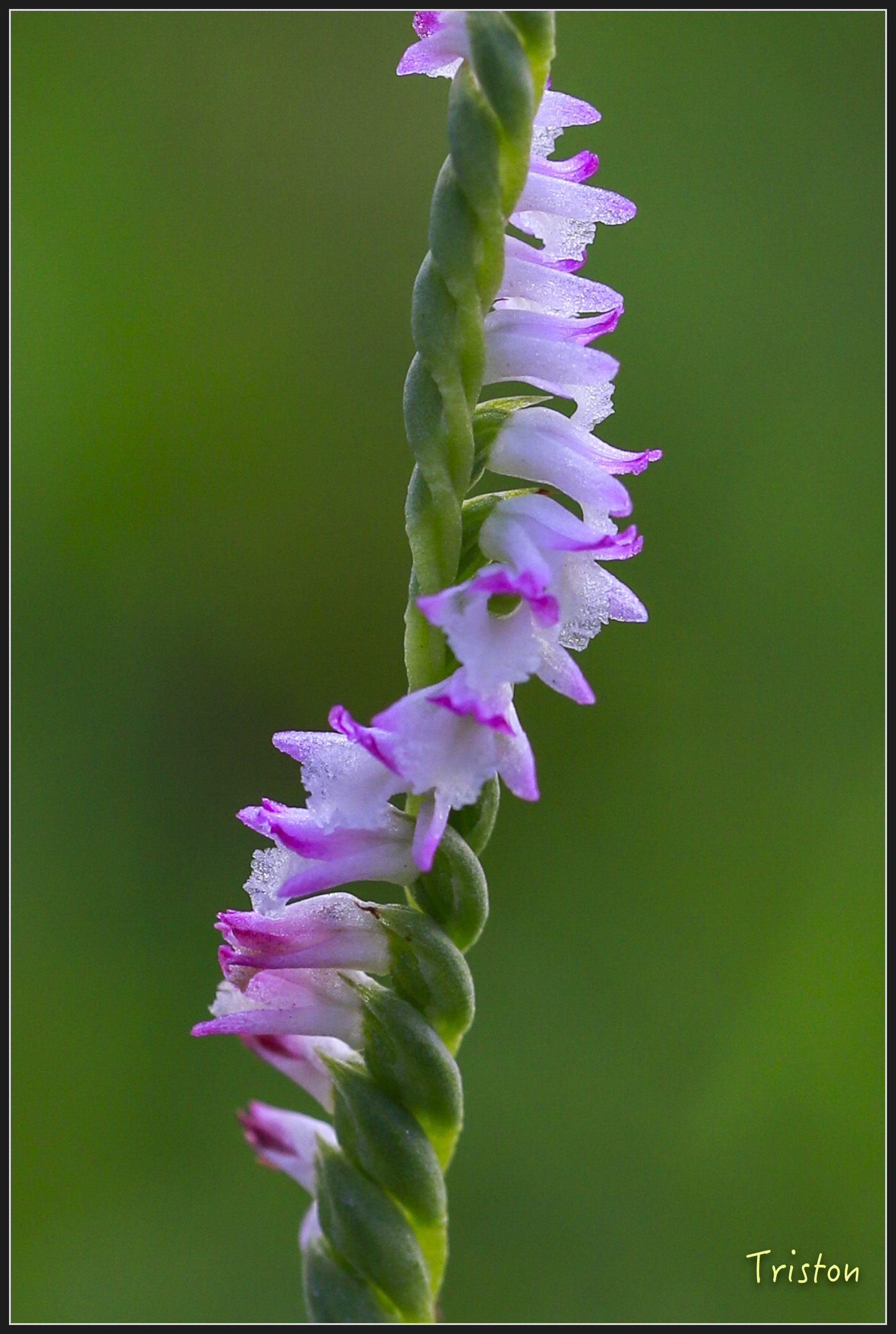 _h1a2192_40839932431_x.jpg - 20180316 巴克禮公園 綬草