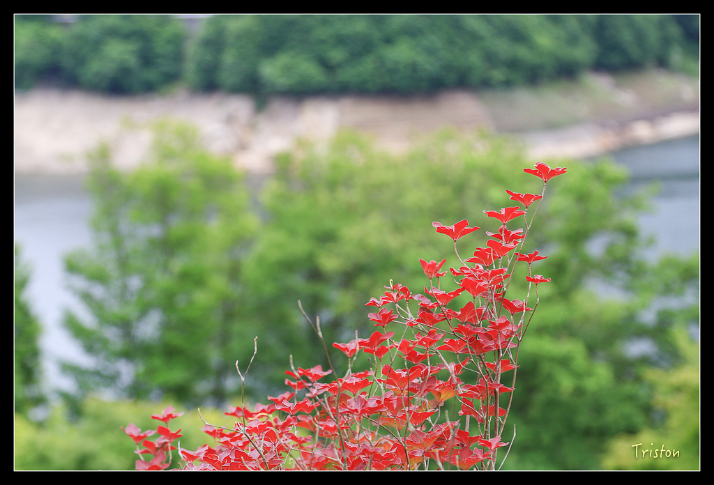 JH1A9792.jpg - 20150628 東京輕井澤日光