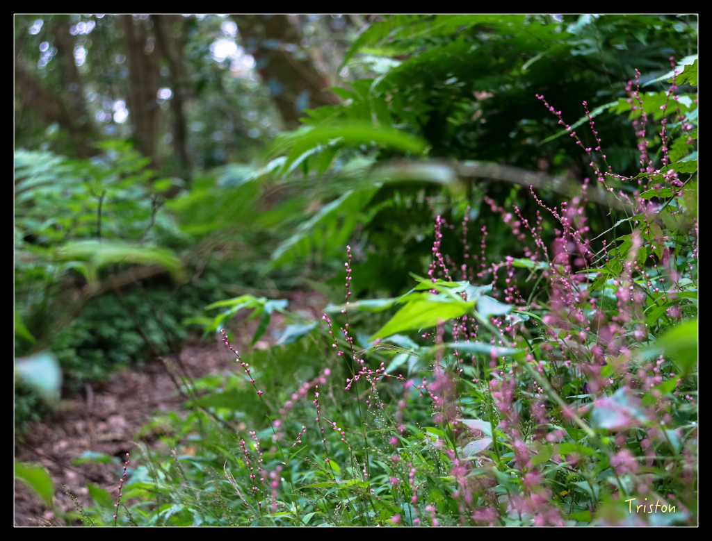 IMG_0571.jpg - 20151107 富士坪古道