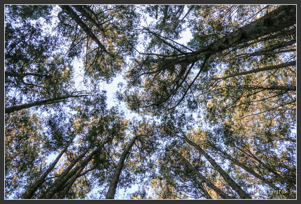 IMG_0738.jpg - 20151219 鳶嘴稍來山、小雪山林道