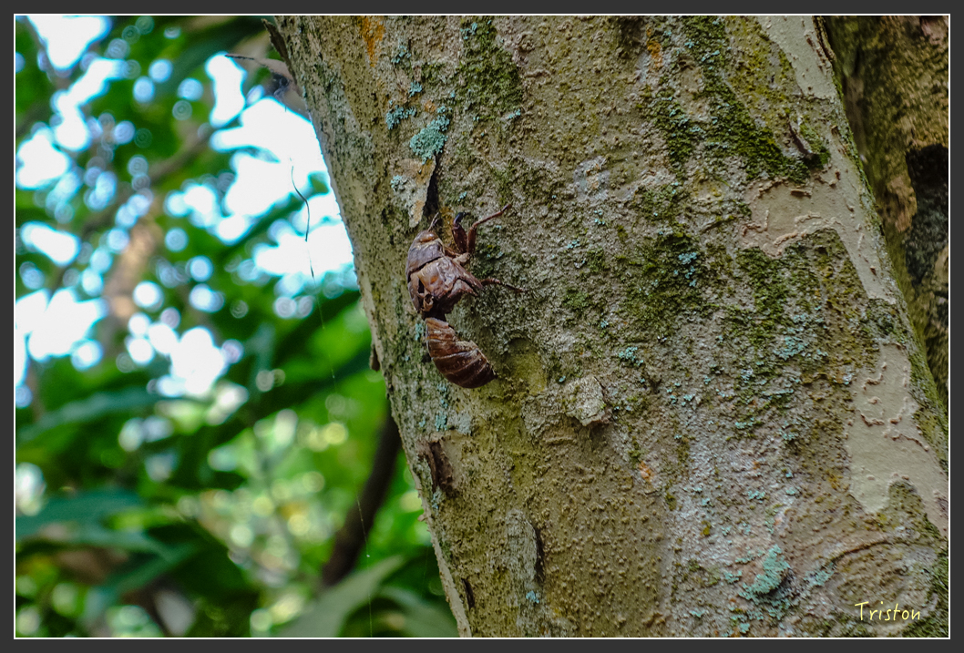 DSC00641.jpg - 20151229 鈺鼎步道