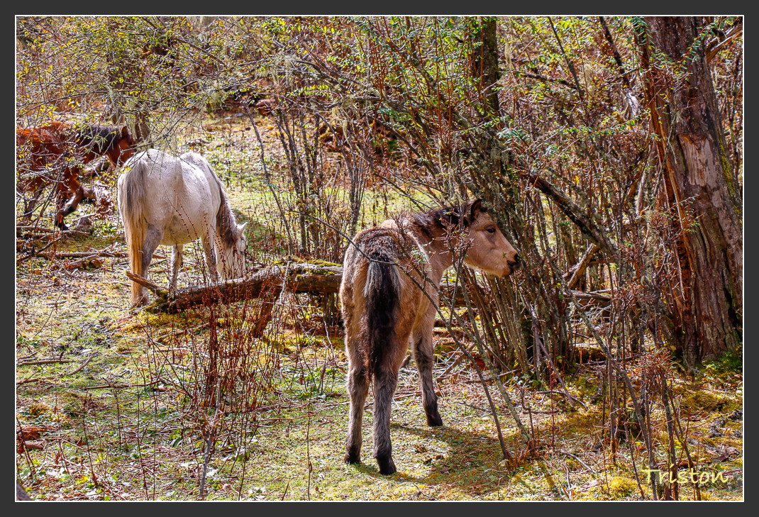 _MG_1025.jpg - 20161013 稻城亞丁