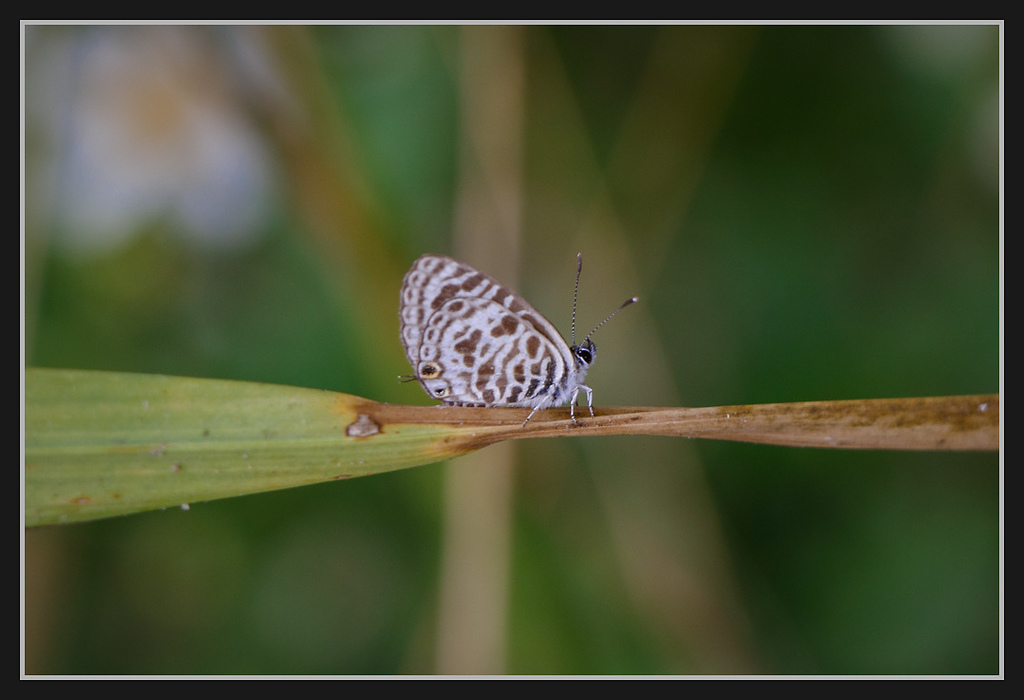 _MG_0027.jpg - 20170205 柴山盤榕雅座路線