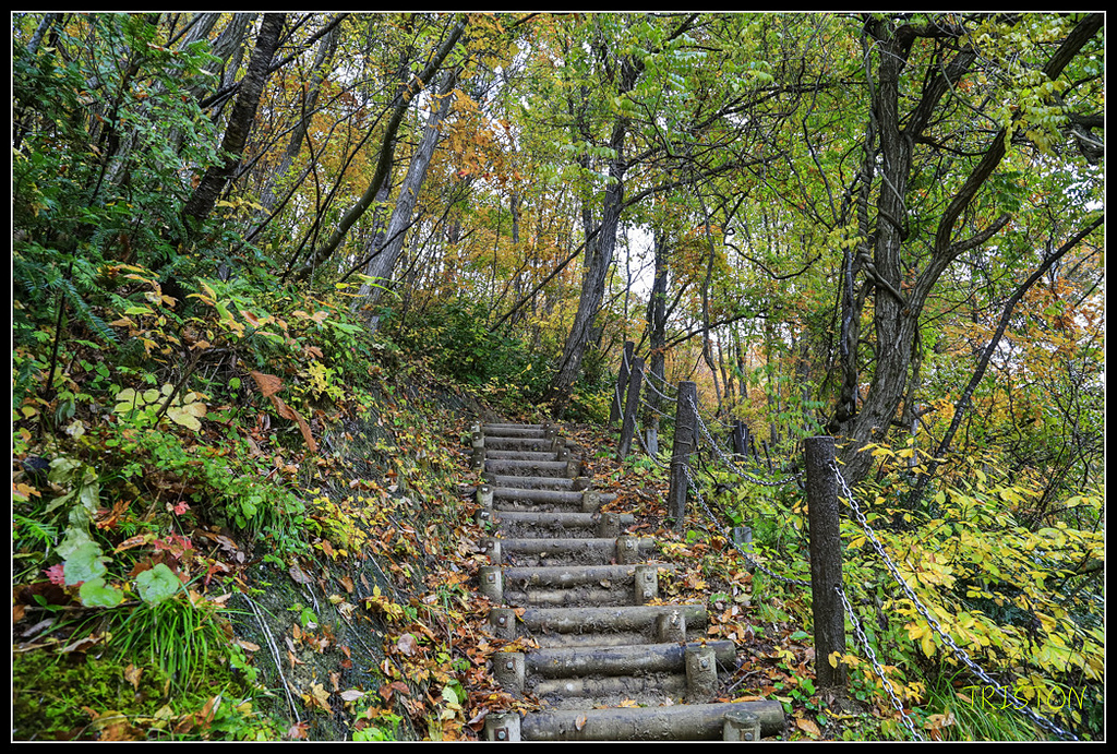 _H1A0432.jpg - 20171103 日本只見線、會津若松五色沼、昭和記念公園賞紅葉