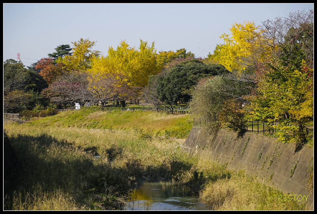 _H1A1807.jpg - 20171103 日本只見線、會津若松五色沼、昭和記念公園賞紅葉