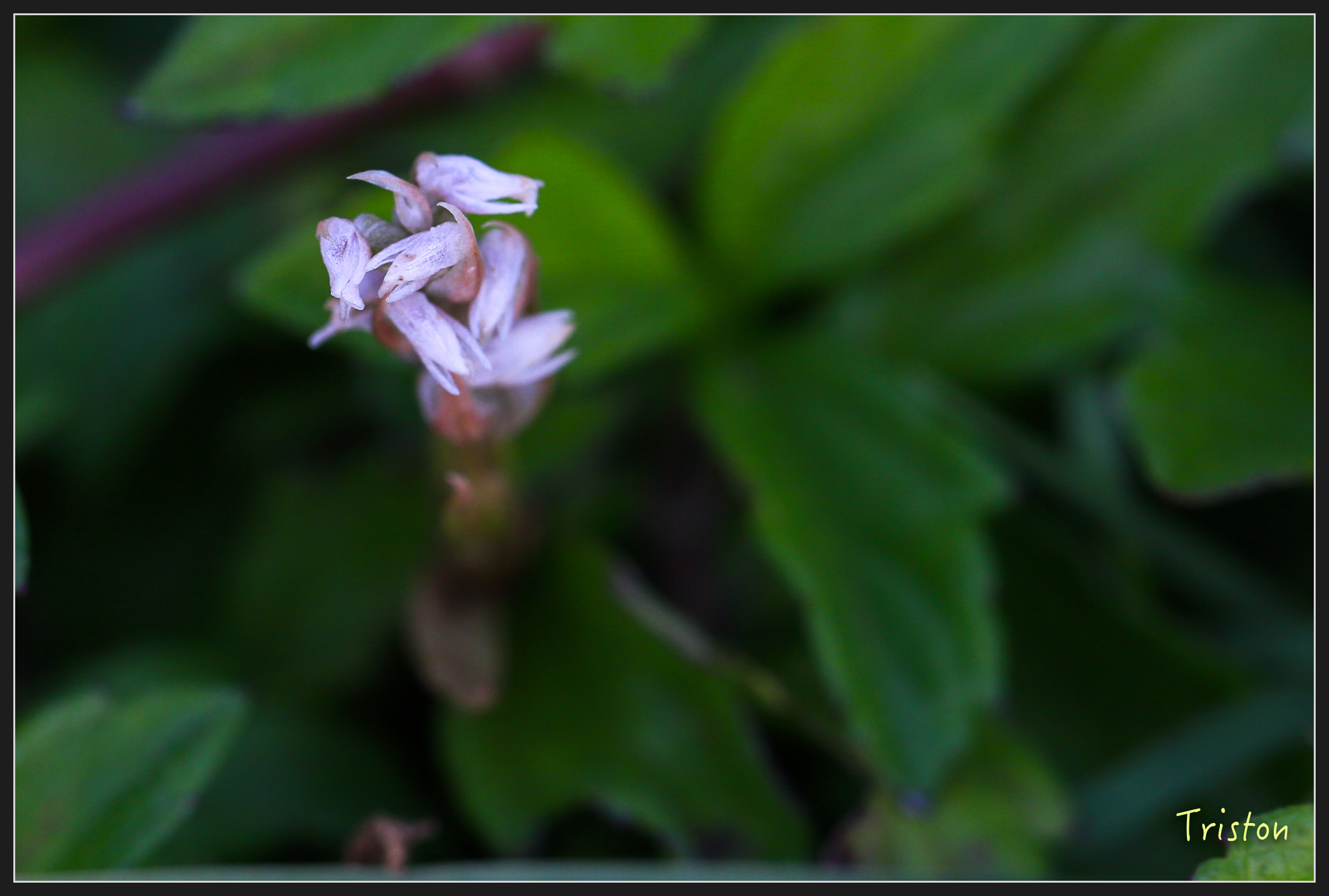 _h1a2202_40839932121_x.jpg - 20180316 巴克禮公園 綬草