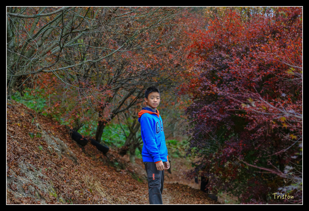 JH1A0946.jpg - 20151205 合歡溪步道、108K楓之谷