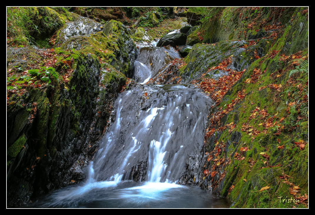JH1A1027.jpg - 20151205 合歡溪步道、108K楓之谷