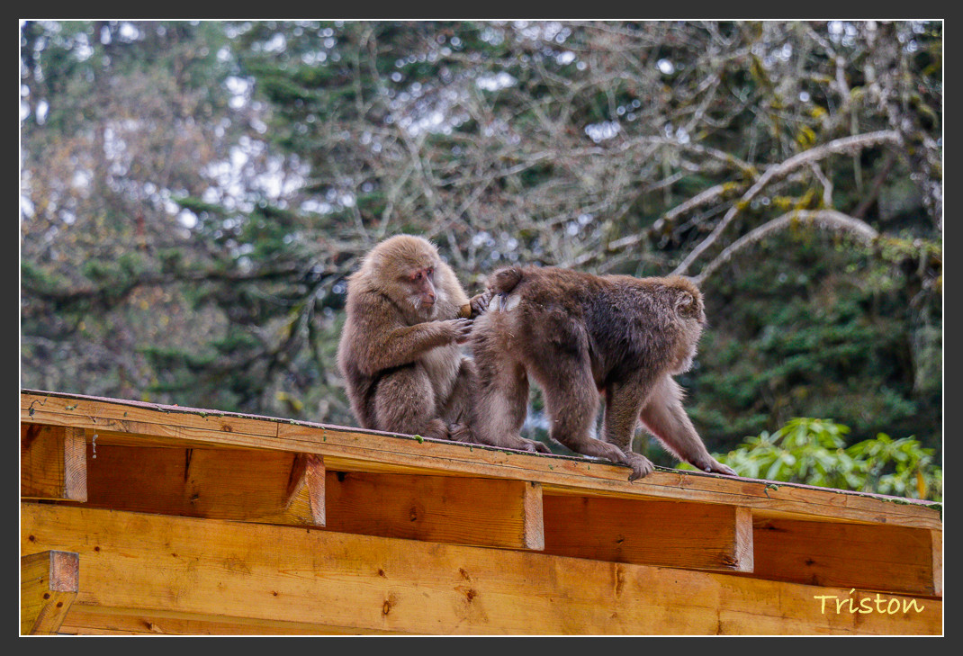 _MG_2753.jpg - 20161013 稻城亞丁