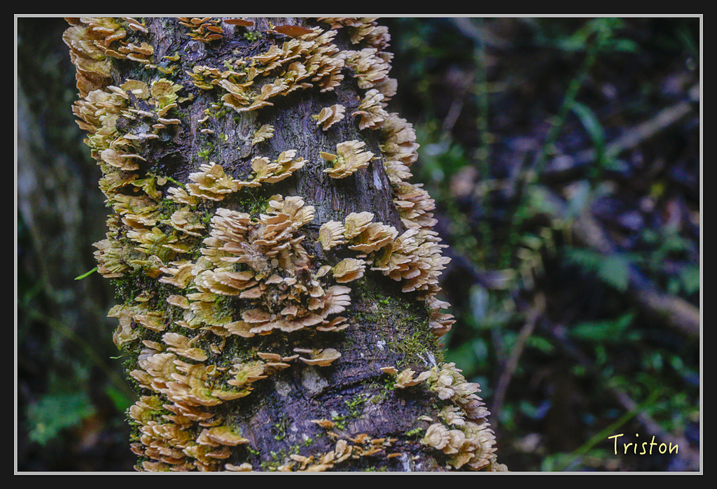 2017-02-27 10.03.53 下午 _MG_0436.jpg - 20170225 玉里瓦拉米