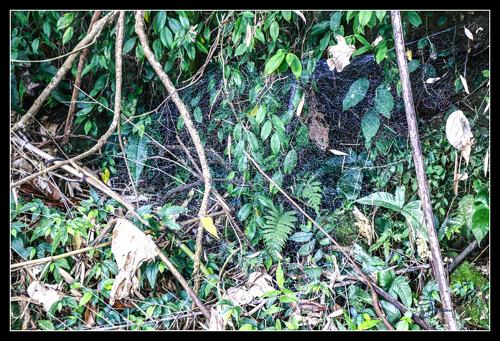 _MG_0096.jpg - 20170429 關仔嶺雞籠山